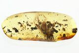 Detailed Fossil Long-Legged Fly (Dolichopodidae) in Baltic Amber #330703-1